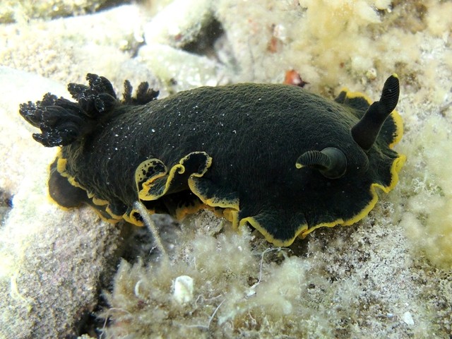 Dendrodoris limbata